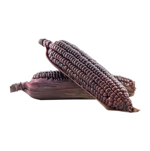 Purple Sweet Corn- 