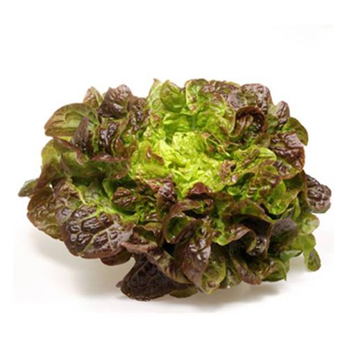 Lettuce Butterhead Red 250G- 