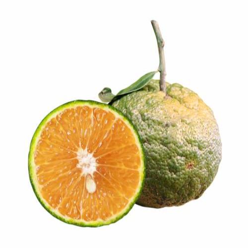 Ben Tre King Orange 500G- BEN TRE KING ORANGE 500G