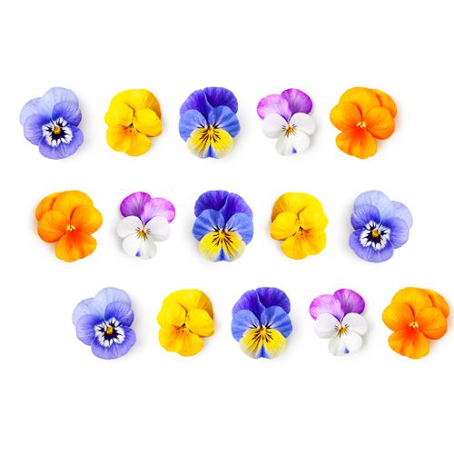 Hoa Bướm Viola 12G- 