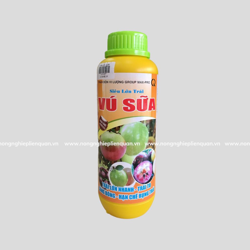 SIÊU LỚN TRÁI VÚ SỮA ( L ) UV