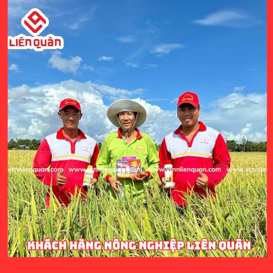 TeamLiênQuân thăm ruộng của chú Tư đang thu hoạch ở Bồ Đề - Kế Sách - Sóc Trăng .