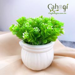 Chậu cây chery giả cắm sẵn