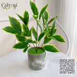 Cây Giả - Cây Lá Gấm Cẩm Thạch 33 Cm