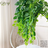 Chùm Lá Giả Rủ - Cành 3 Nhánh Lá Táo Tàu 80 Cm