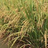  Gạo đặc sản 504 Phước Thành 4 nở khô bao 10 kg 