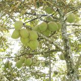  Sầu riêng Ri6 chín cây đặc sản Vĩnh Long nguyên trái thùng 10 Kg 