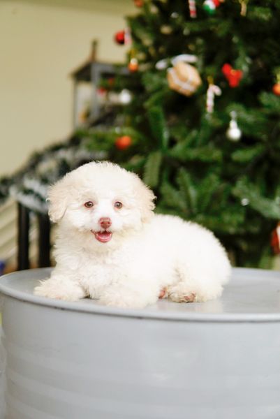  [POODLE] - CÁI 2 THÁNG TUỔI 