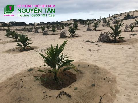 Khánh Hòa: Công trình tưới cho cây Dừa trên đất cát