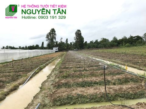 Vĩnh Long: Dự án tưới phun mưa phủ đều liếp cho rau màu tại Vĩnh Long