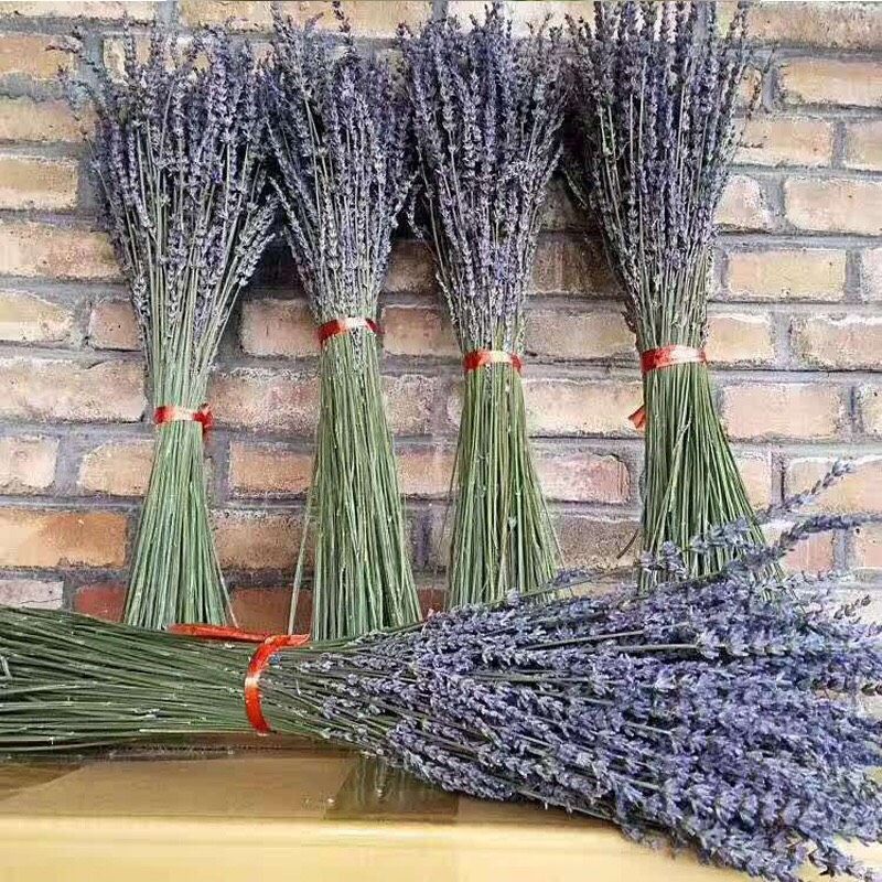 Hoa khô Lavender nhập khẩu - The bamboo - Hoa trang trí