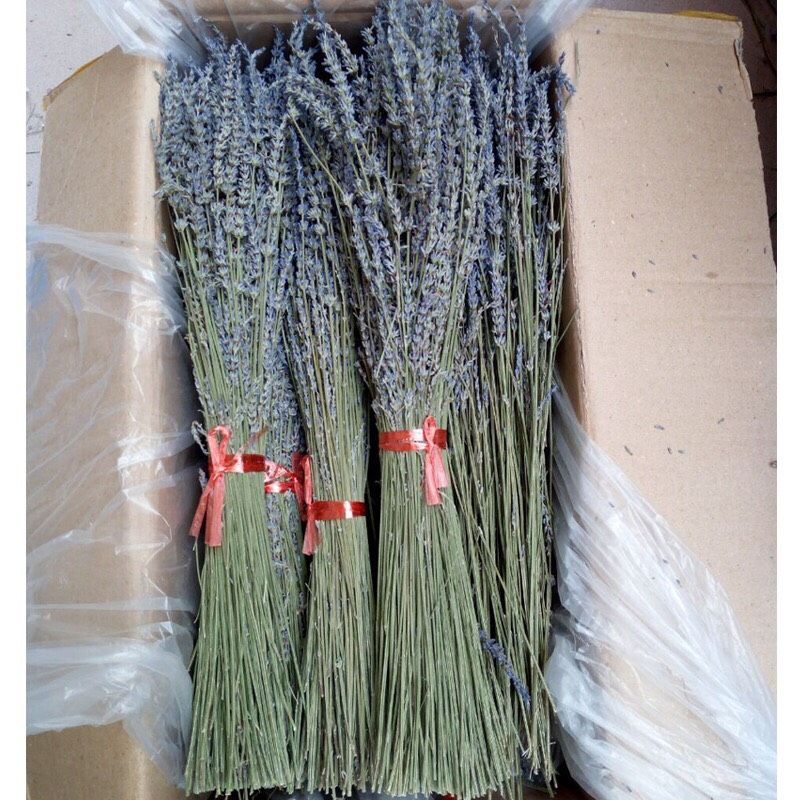 Hoa khô Lavender nhập khẩu - The bamboo - Hoa trang trí