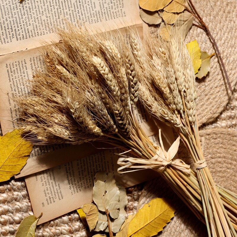 Hoa khô lúa mạch tự nhiên nhập khẩu - The bamboo - Hoa trang trí