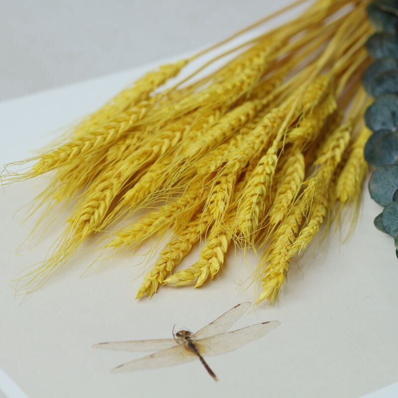 Hoa khô lúa mạch vàng nhập khẩu - The bamboo - Hoa khô trang trí
