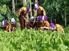 MỘT NGÀY LÀM NÔNG DÂN - LÀNG RAU SẠCH CỦ CHI