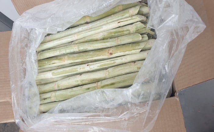 Mía đông lạnh (Frozen Sugarcane)