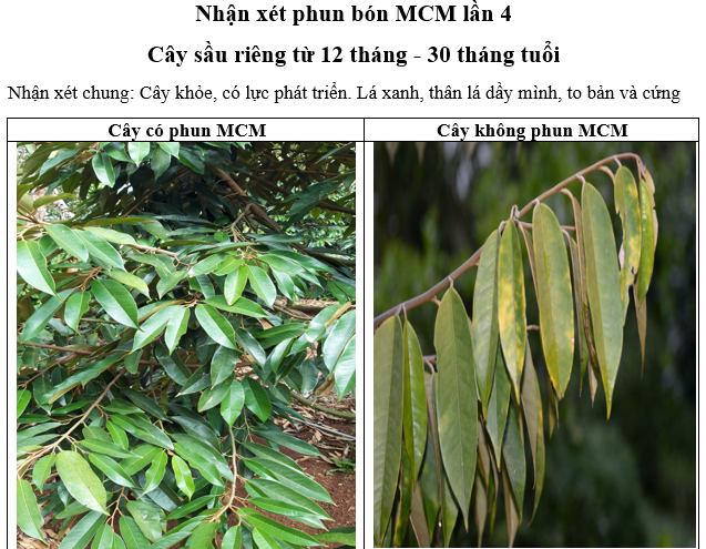 Phân bón hữu cơ vi sinh MCM