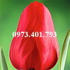 Củ Giống Hoa Tulip lle De France