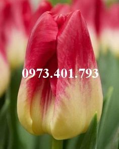 Củ Giống Hoa Tulip Match