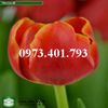 Củ Giống Hoa Tulip Verandi