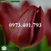 Củ Giống Hoa Tulip Strong Love