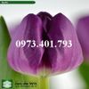 Củ Giống Hoa Tulip Bullit