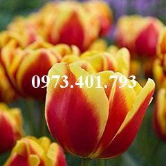 Củ Giống Hoa Tulip Denmark