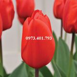 Củ Giống Hoa Tulip Lalibela
