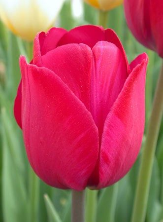 Củ Giống Hoa Tulip Ile De France Đỏ Nhung