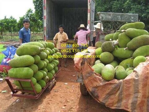 Cây mít trái dài Malaysia