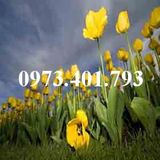 Hoa tulip màu vàng