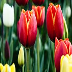 Củ Giống Hoa Tulip Leen Van Der Mark Đỏ Viền Trắng