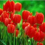 Củ Giống Hoa Tulip Parade Đỏ