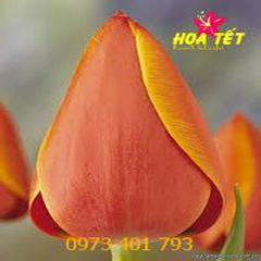 Củ Giống Hoa Tulip Adrem