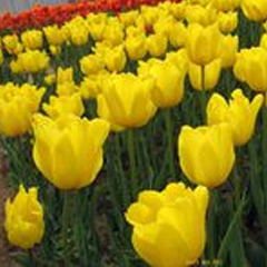 Củ Giống Hoa Tulip Strong Gold Vàng