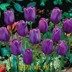 Củ Giống Hoa Tulip Purple Flag Tím