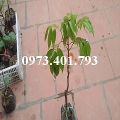 Cây giống vải không hạt