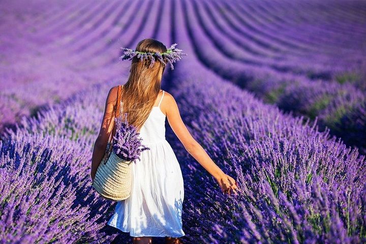  GỐI CHƯỜM THẢO MỘC (LAVENDER - HOA OẢI HƯƠNG) 