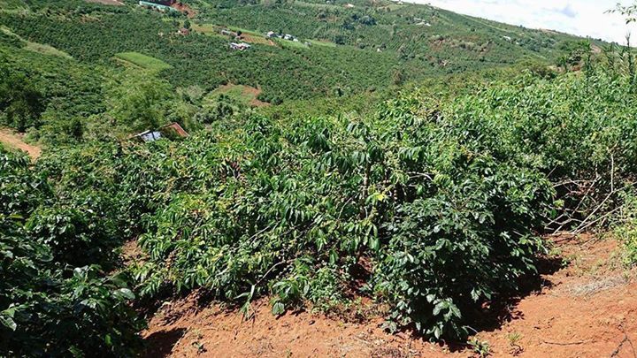 Bán Đất Thôn Phú Hòa, Xã Phi Tô, Huyện Lâm Hà, Lâm Đồng 765m 0,95 tỷ Đ3254