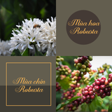 Strong Robusta