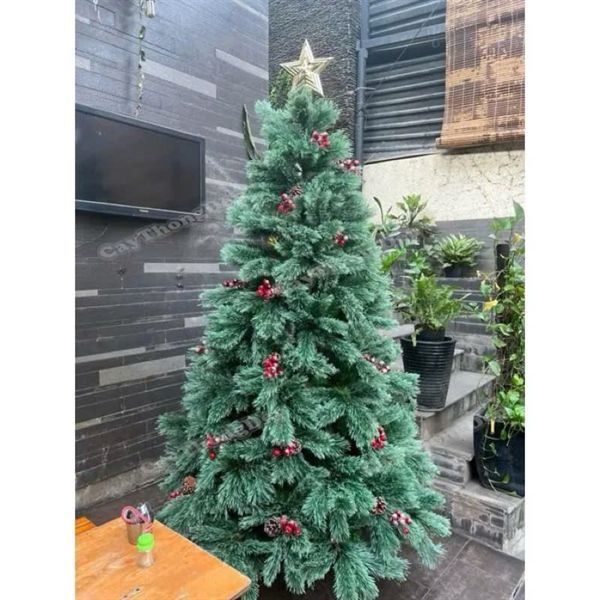 Cây thông Cước nở hoa có trái 2m-A6N6.6