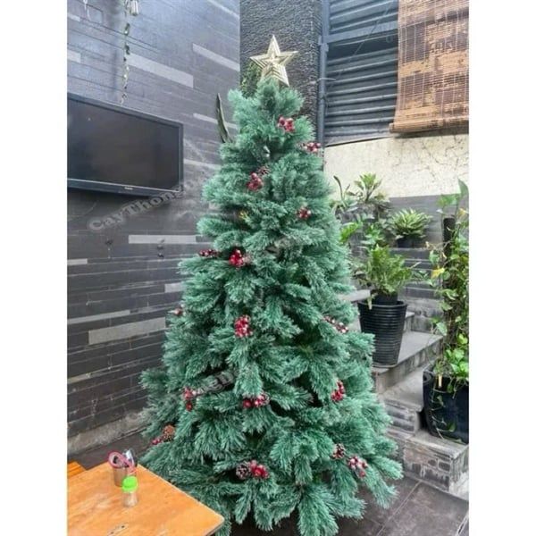 Cây thông Cước nở hoa có trái 2m-A6N6.6