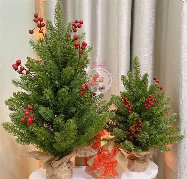 Cây thông Noel lá PE trái đỏ 60cm