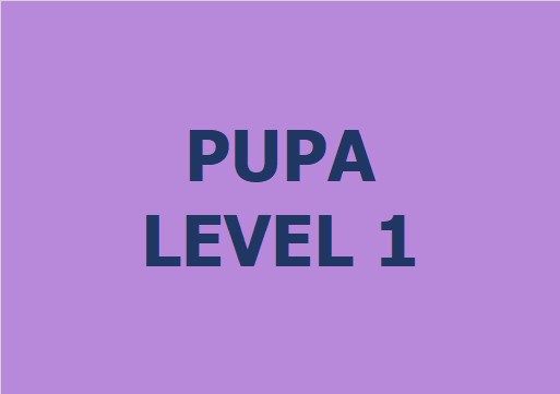 Lớp vẽ trung cấp II - Level 1