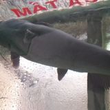 Cá Lăng đen to 3-5kg/con (kg)