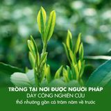 Trà Đen Cao Cấp B551 - 500g