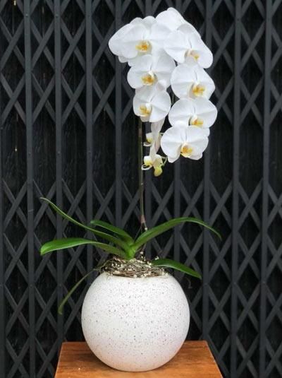 Chậu hồ điệp 406