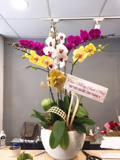 Chậu hồ điệp 415