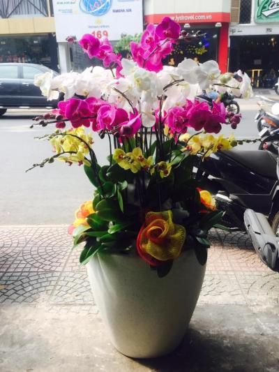 Chậu hồ điệp 417