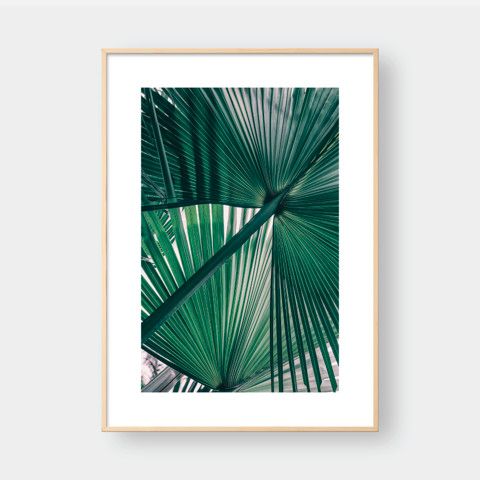 PALM LEAVES NO.2